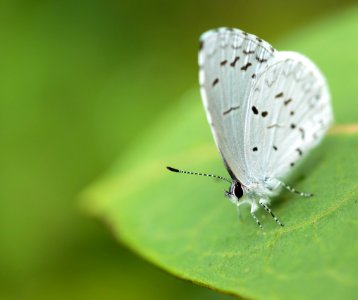 Summer Azure Butterfly