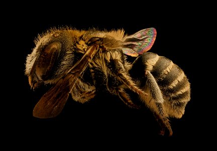 Ashmeadiella bucconis, f, left, Yolo, CA 2018-11-16-19.08.24 ZS PMax UDR