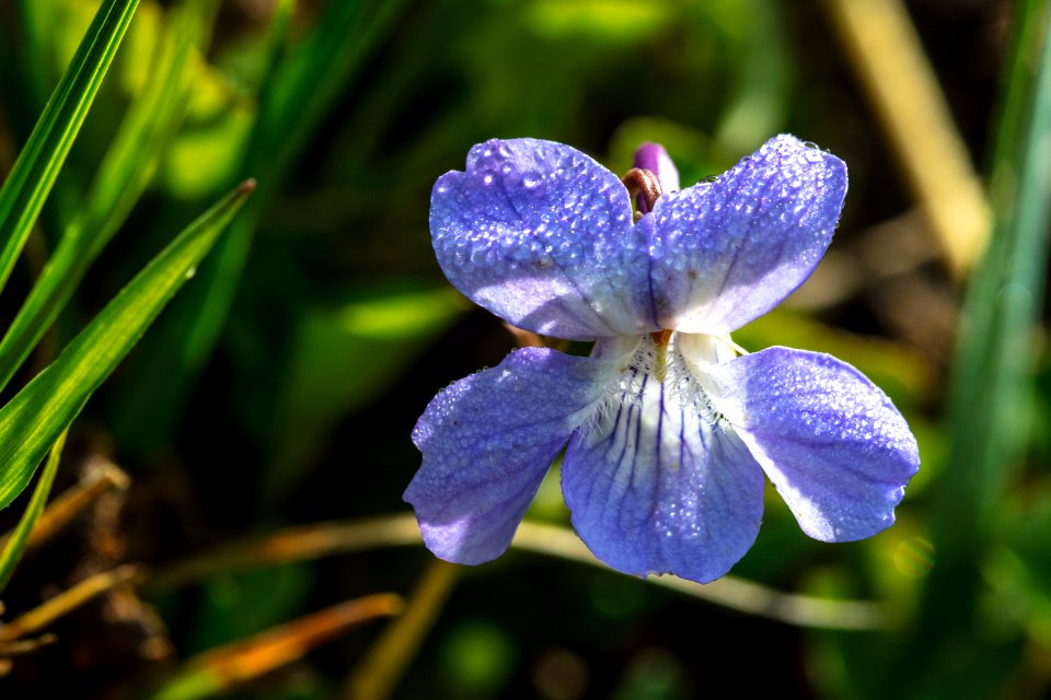 Hookedspur Violet - Viola adunca