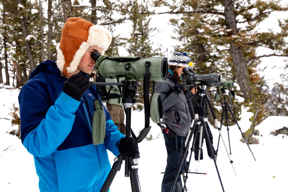 Wolf study crews watching a wolf pack