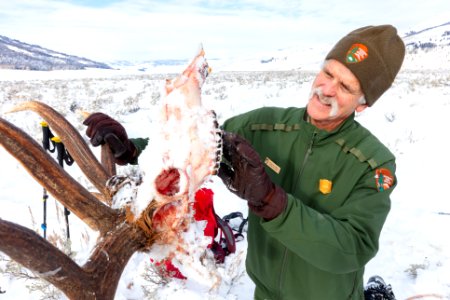 Doug Smith, senior wildlife biologist, examines the teeth of a wolf-killed bull elk photo