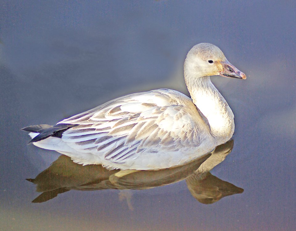 012 - SNOW GOOSE (1-6-07) cloisters, sloco, ca (1)