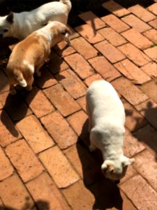 Tinkerbell, Timmy & Milo