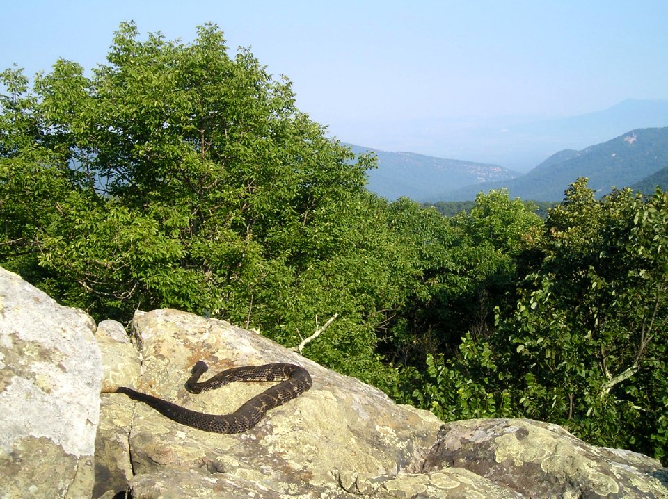 Timber Rattlesnake