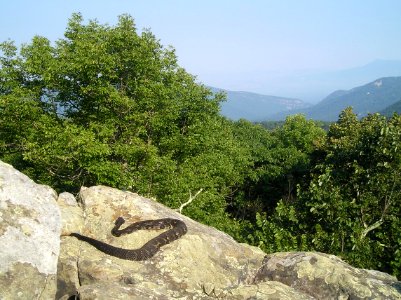 Timber Rattlesnake