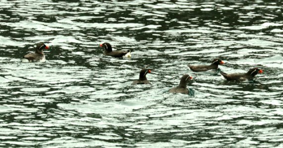 414 - PARAKEET AUKLET (6-16-2019) northwest glacier tour, kenai fjords nat park, out of seward, ak -04