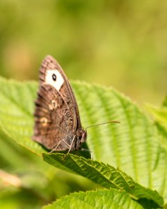 Wood Nymph Butterfly photo