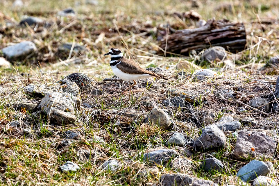 Killdeer (Charadrius vociferus) near Clematis Creek