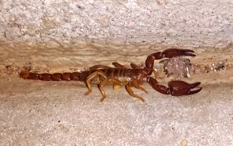 SCORPION, sp (8-17-2016) 78 circulo montana, patagonia lake ranch estates, scc, az