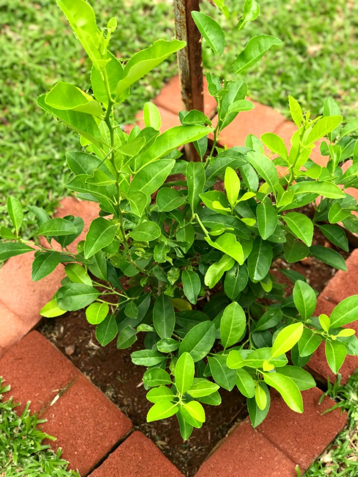 Lemon tree.   tral la la....