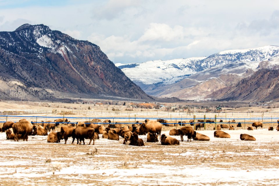 Bison near Stephens Creek