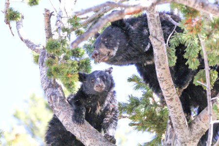 Black bears in whitebark pine