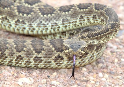 RATTLESNAKE, MOJAVE (Crotalus scutulatus) (9-9-12) san rafael grasslands, scc, az -02