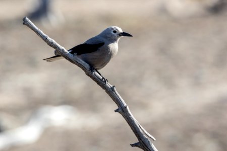 Clark's nutcracker (Nucifraga columbiana) on Upper Terrace Loop Drive