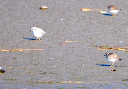 Piping plover with semipalmated plovers