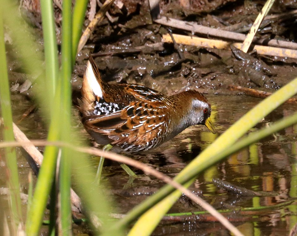 240 - SORA (12-14-2017) san rafael grasslands, santa cruz co, az -08