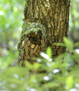 569 - TUFTED FLYCATCHER (5-19-2016) nest, ramsey canyon, huachuca mts, cochise co, az (3)