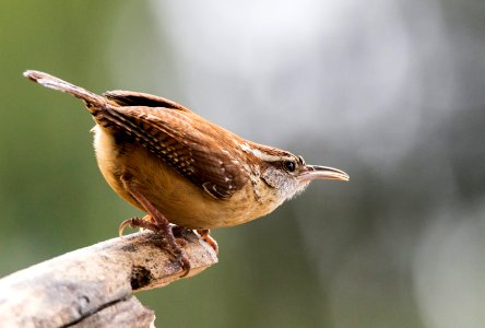 Carolina Wren photo