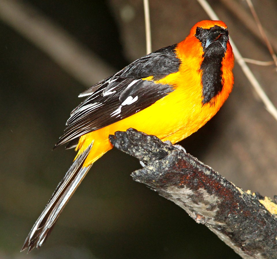 949 - ALTAMIRA ORIOLE (3-10-12) salineno, tx  (2)