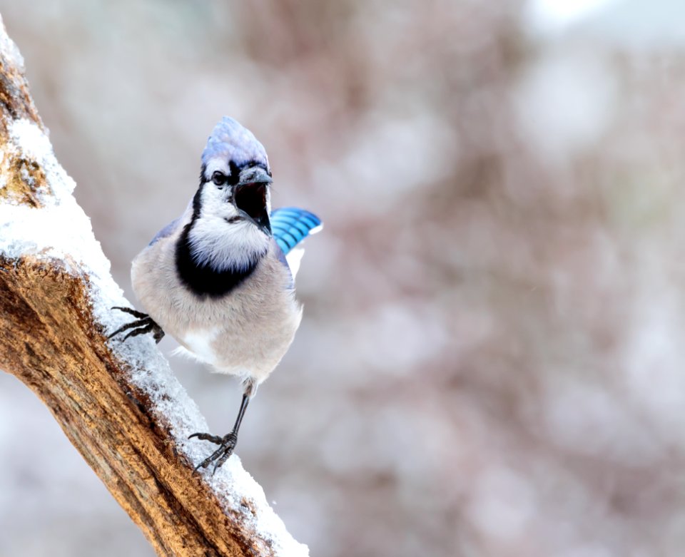Blue Jay
