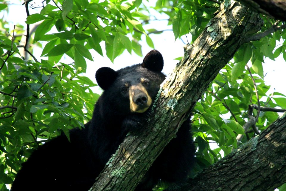 American Black Bear