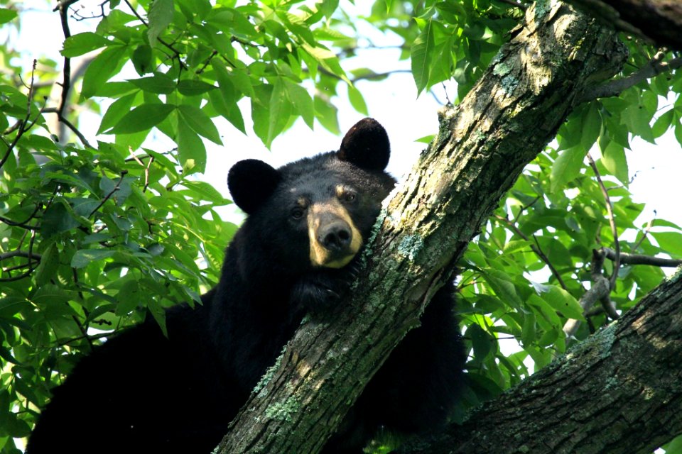 American Black Bear photo