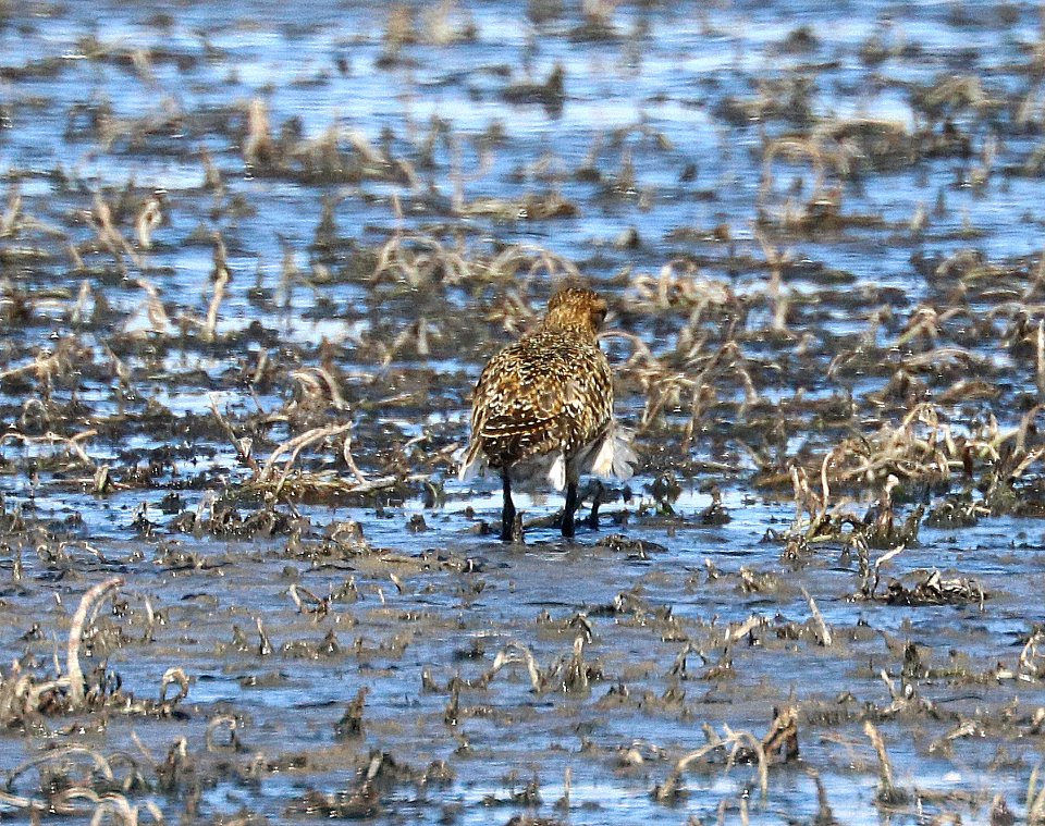 255 - EUROPEAN GOLDEN-PLOVER (10-17-2020) lake 14, maxwell r w r, colfax co, nm -20