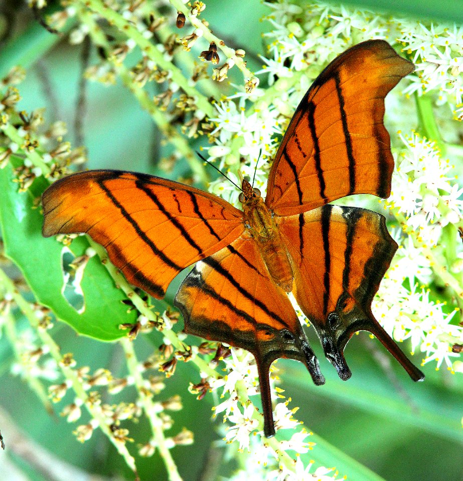 RUDDY DAGGERWING (Marpesia petreus) (5-13-14) a d barnes park, miami, miami-dade co, fl -01