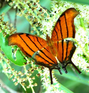 RUDDY DAGGERWING (Marpesia petreus) (5-13-14) a d barnes park, miami, miami-dade co, fl -01
