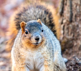 Fox Squirrel photo