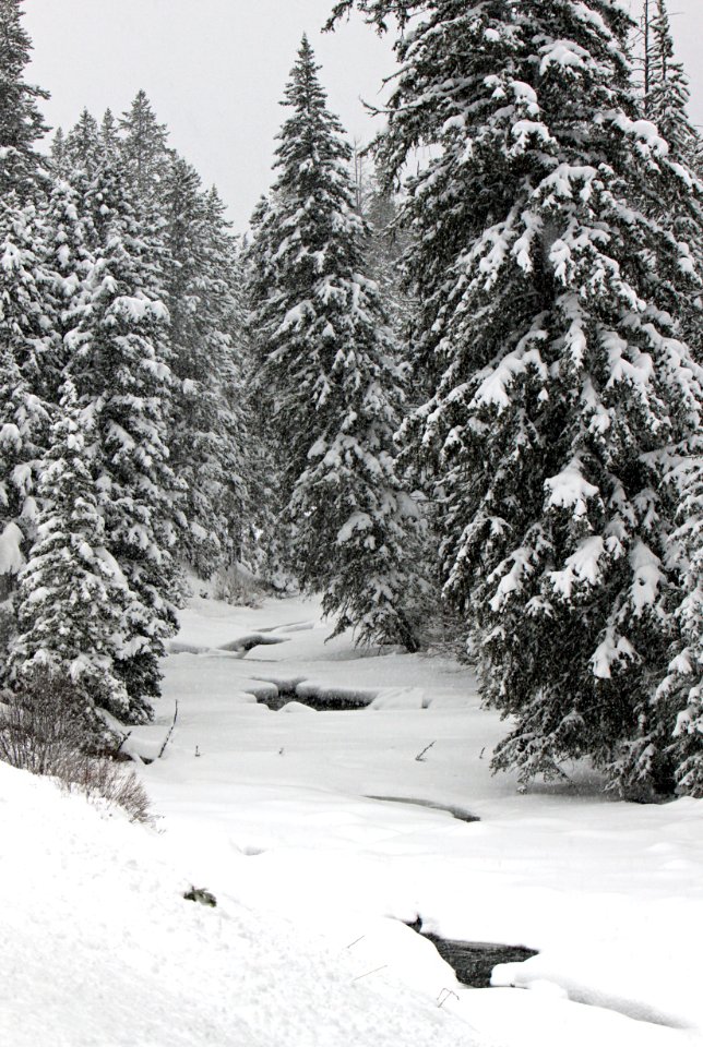 Soda Butte Creek photo