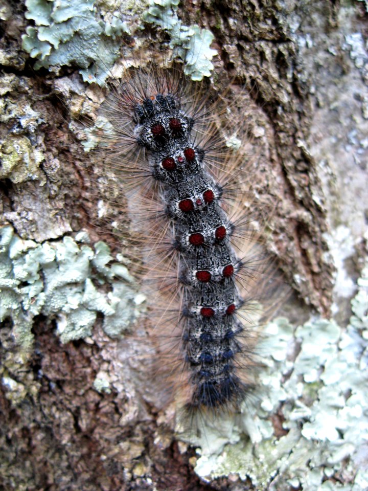 Gypsy Moth Caterpillar