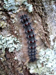 Gypsy Moth Caterpillar photo