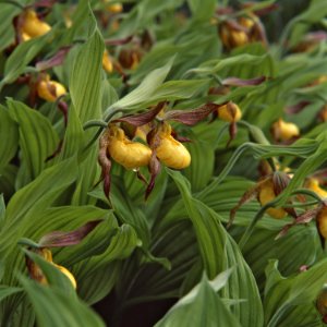 Yellow Lady Slipper Orchid photo