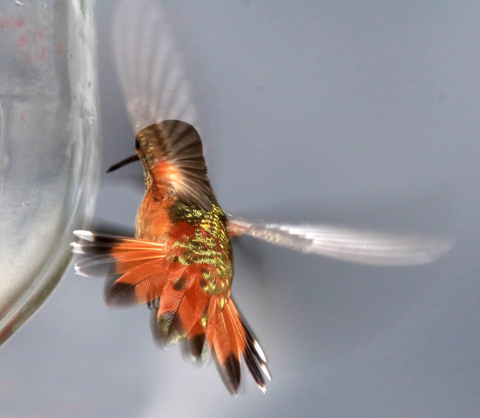 504 - RUFOUS HUMMINGBIRD (9-6-2016) imm male, 78 circulo montana, patagonia lake ranch estates, scc, az -12