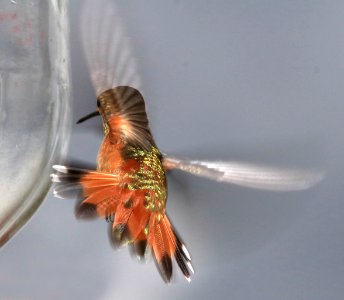 504 - RUFOUS HUMMINGBIRD (9-6-2016) imm male, 78 circulo montana, patagonia lake ranch estates, scc, az -12