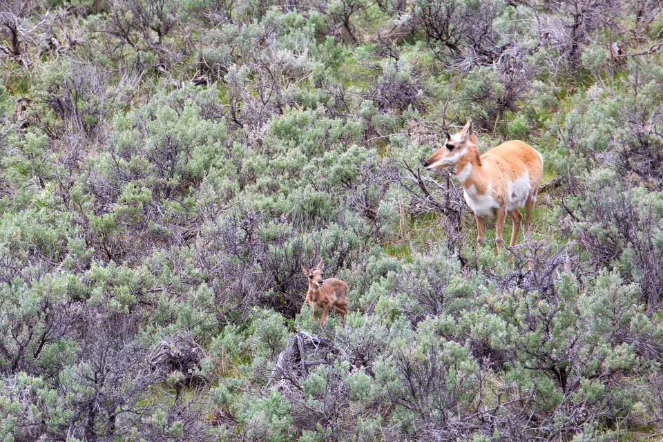 Pronghorn with fawn, Lamar Valley