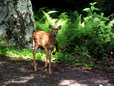 White-tailed Deer- Fawn