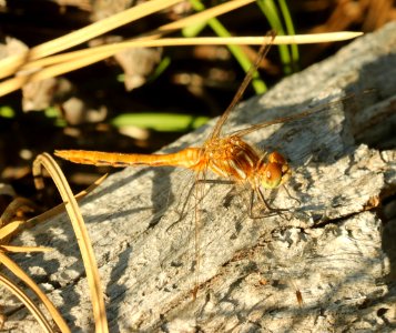 MEADOWHAWK, RED-VEINED (Sympetrum madidum) (7-29-2019) female, 8000 ft, ashley nat forest, uinta co, ut -01