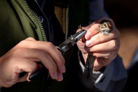 Yellowstone Bird Program (15): Wildlife Biologist Lauren Walker bands a Lincoln's sparrow