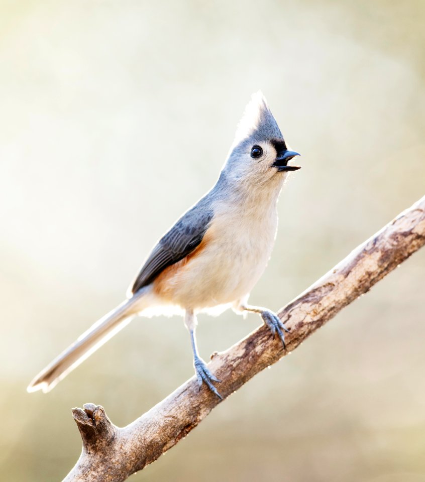 Tufted Titmouse