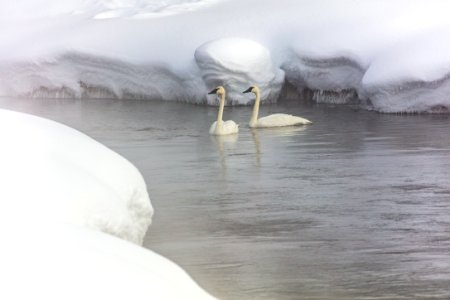 Trumpeter Swan pair on the Gibbon River photo