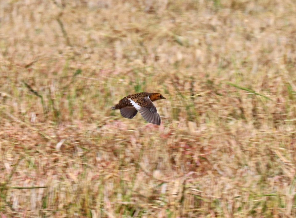 234 - YELLOW RAIL (11-3-2016) thornwell, jefferson-davis parish, la -19