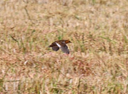 234 - YELLOW RAIL (11-3-2016) thornwell, jefferson-davis parish, la -19