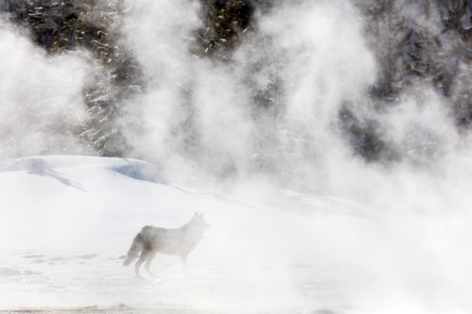 Coyote in the steam