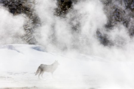 Coyote in the steam