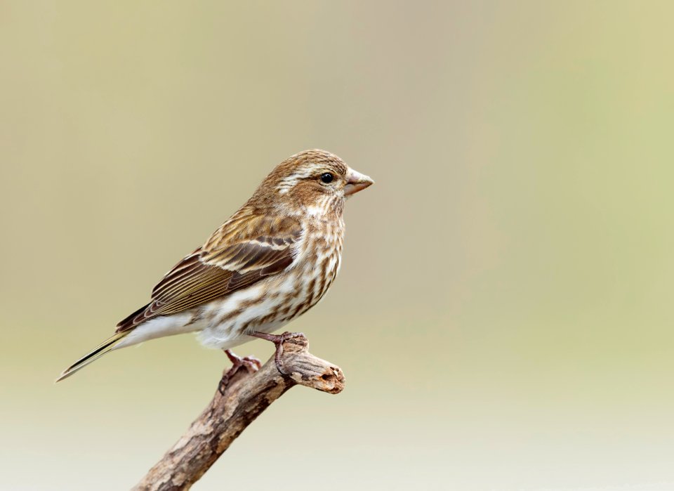 Purple Finch (female) photo