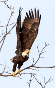 Bald Eagle photo