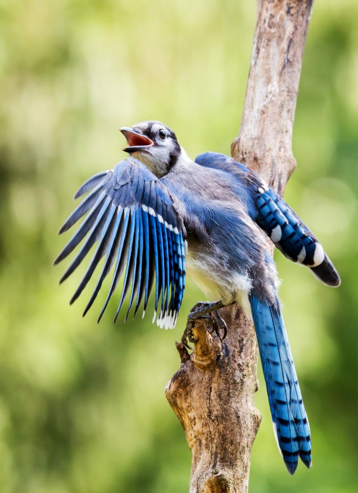 Blue Jay