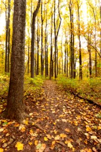 Fall at Low Gap photo